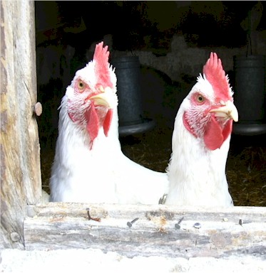 gallinas.jpg